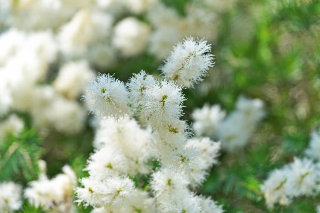Fleurs blanches du Melaleuca alternifolia, arbre à thé utilisé pour produire l’huile essentielle de tea tree.