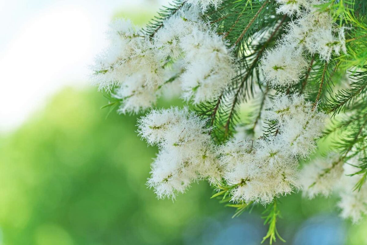 Is Tea Tree Huile essentielle de tea tree : bienfaits et usages