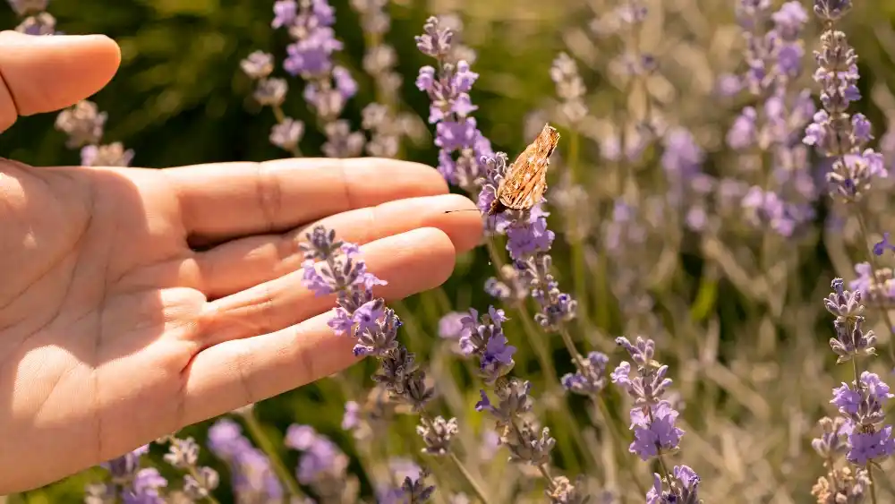 Main effleurant des fleurs de lavande avec un papillon posé sur une tige.