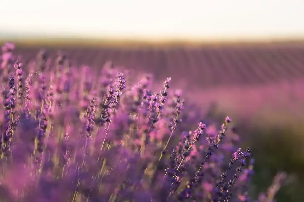 Champ de lavande en fleurs au coucher du soleil.